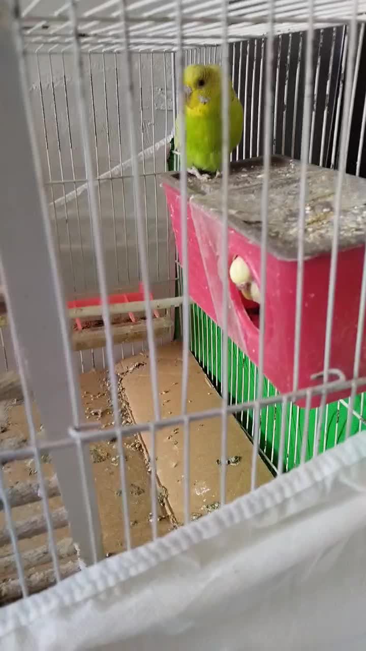 عروس هلندی مرغ عشق فنچ تخم جوجه|پرنده|چناران, |دیوار