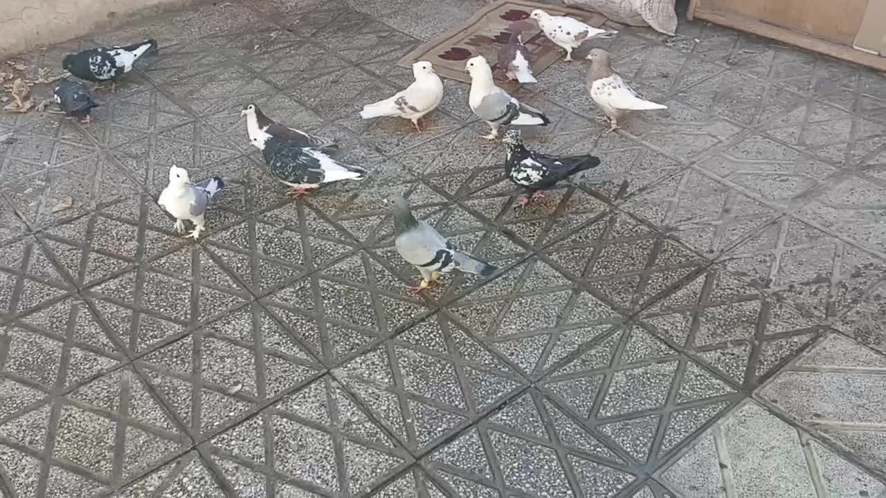 کفتر جفت رنگه|پرنده|مشهد, نیزه|دیوار