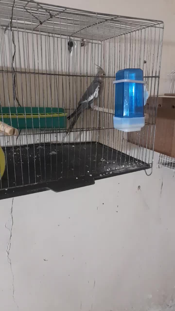 ۳عدد عروس|پرنده|کارون, |دیوار