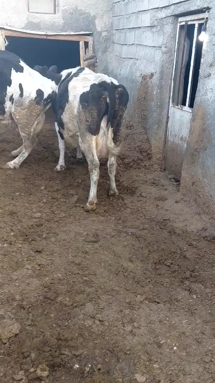گاوجوان شیری|حیوانات مزرعه|قوچان, |دیوار