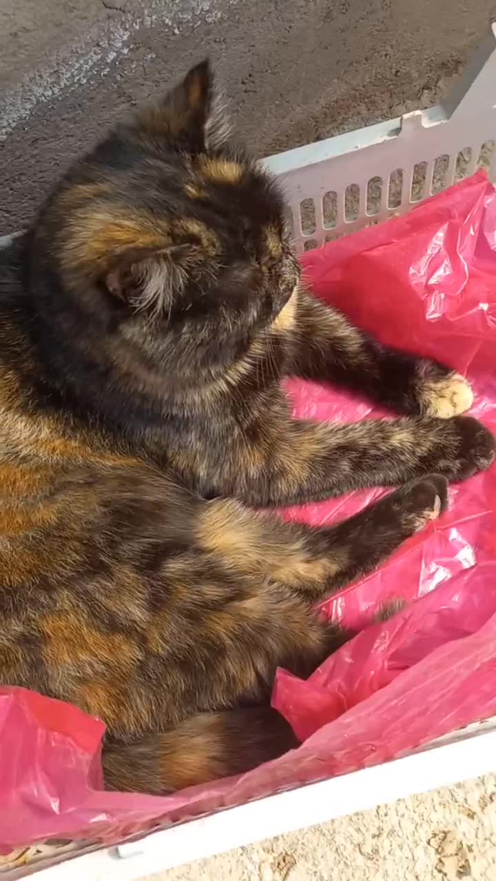 گربه|گربه|هشتگرد, شهرک اداری|دیوار