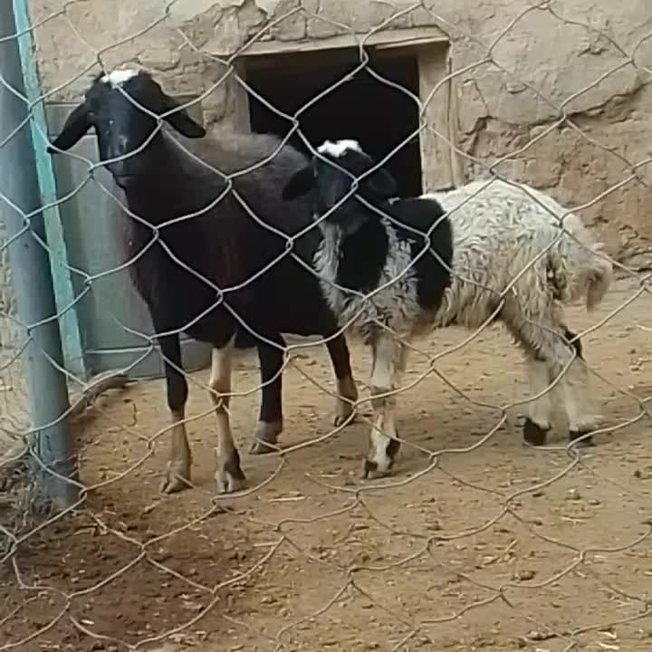 میش و بره جوان و خشگل|حیوانات مزرعه|ملایر, |دیوار