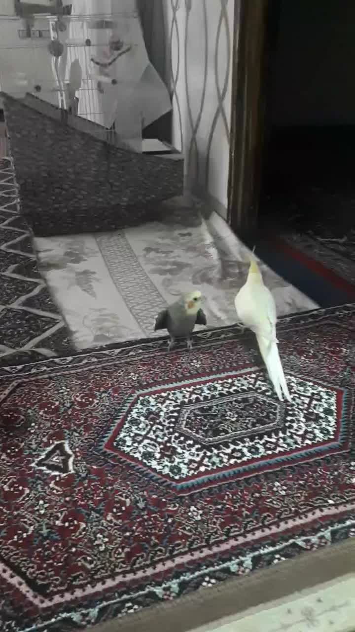 یک جفت عروس هلندی|پرنده|همدان, |دیوار