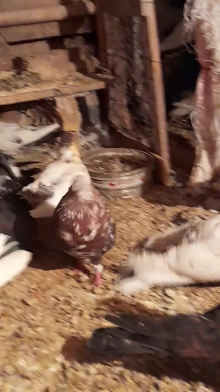 کفتردرجه یک.نوک ریز..|پرنده|کرمانشاه, |دیوار