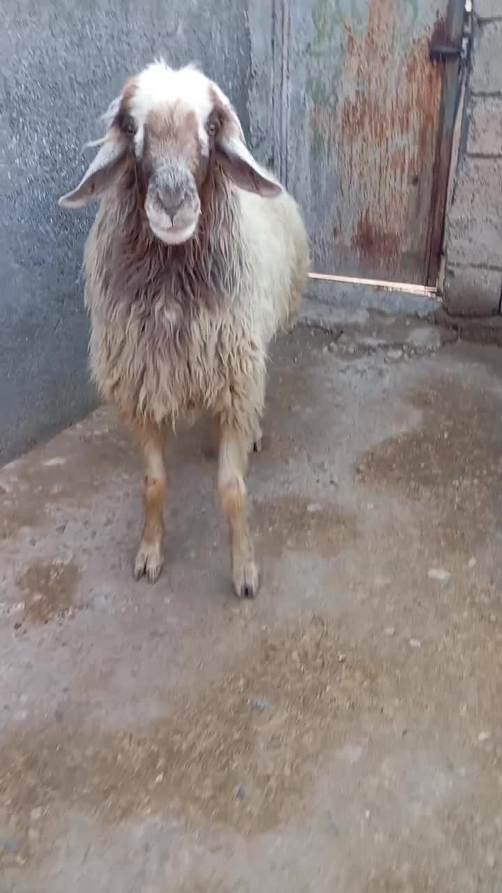 الهی به امید تو|حیوانات مزرعه|مهران (ایلام), |دیوار