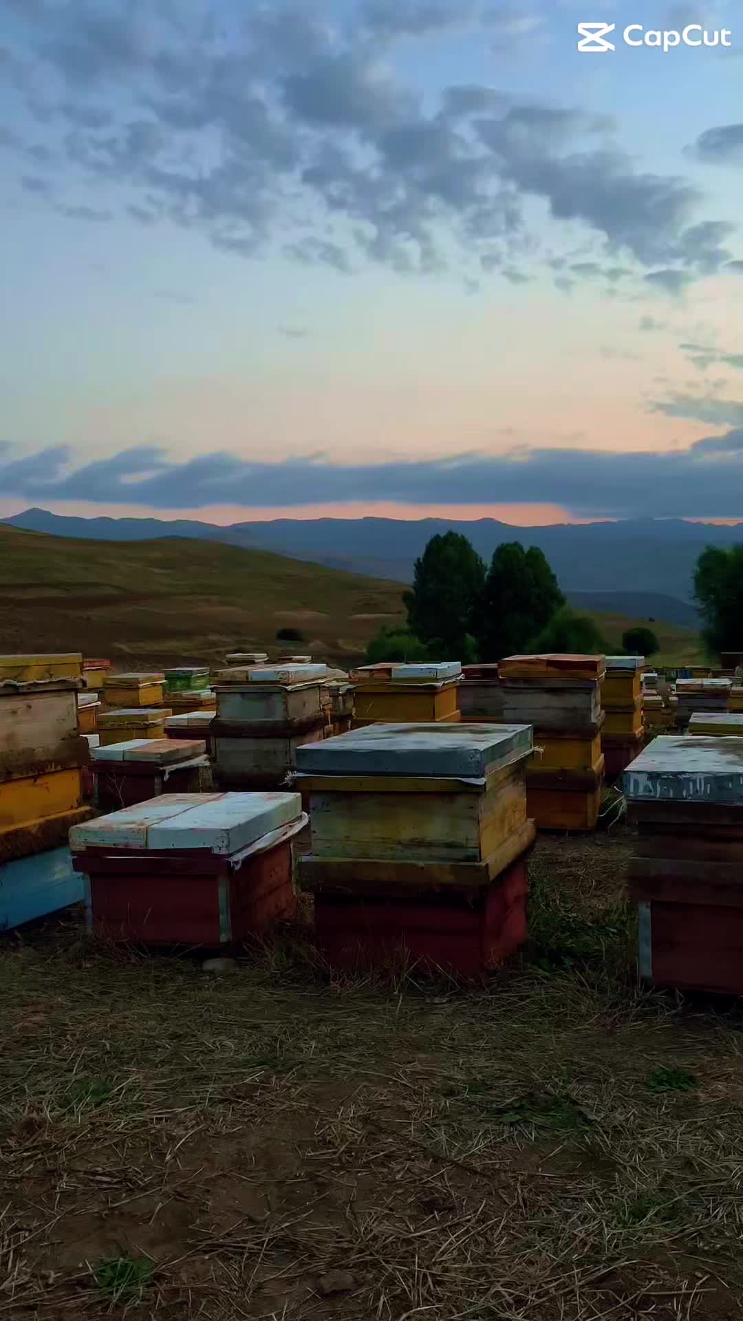 عسل درمانی ۱۰۰٪ طبیعی و ارگانیک|خوردنی و آشامیدنی|سهند, |دیوار