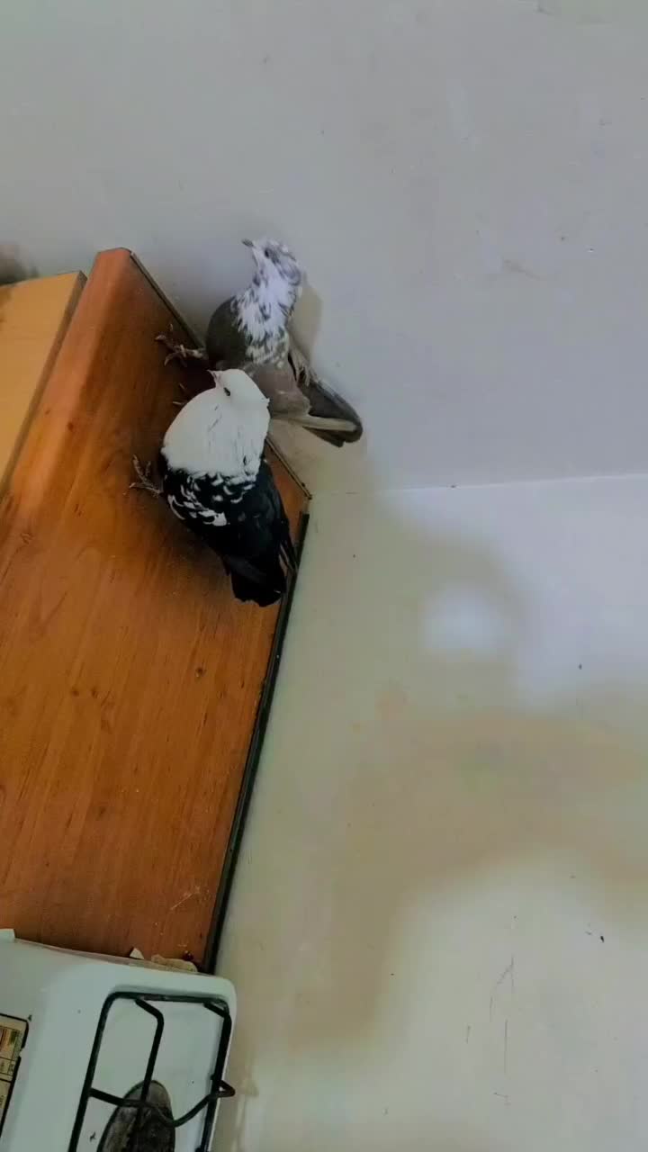 سینه سرخ کله زرد کله سفید دم سفید دم سیاه|پرنده|مشهد, شیرودی|دیوار