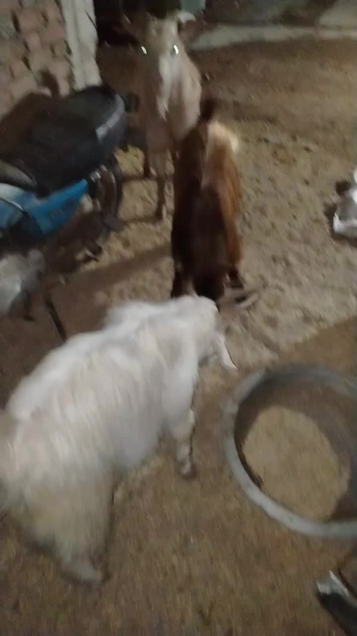 چپش|حیوانات مزرعه|زرند, |دیوار