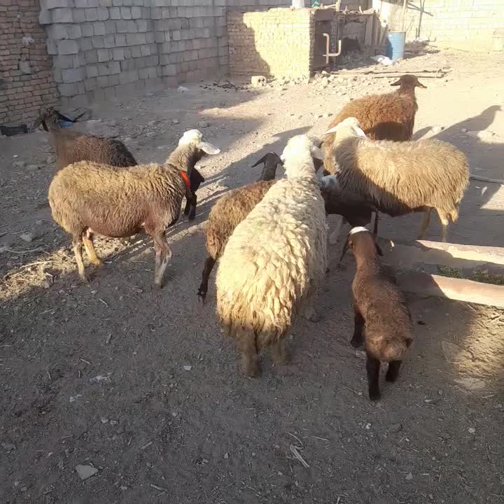 میش افشاری جوان بای شیشک قوچ|حیوانات مزرعه|داران, |دیوار