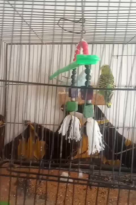 یک جفت مرغ عشق آماده تخم گذاری|پرنده|تربت جام, معدآباد|دیوار