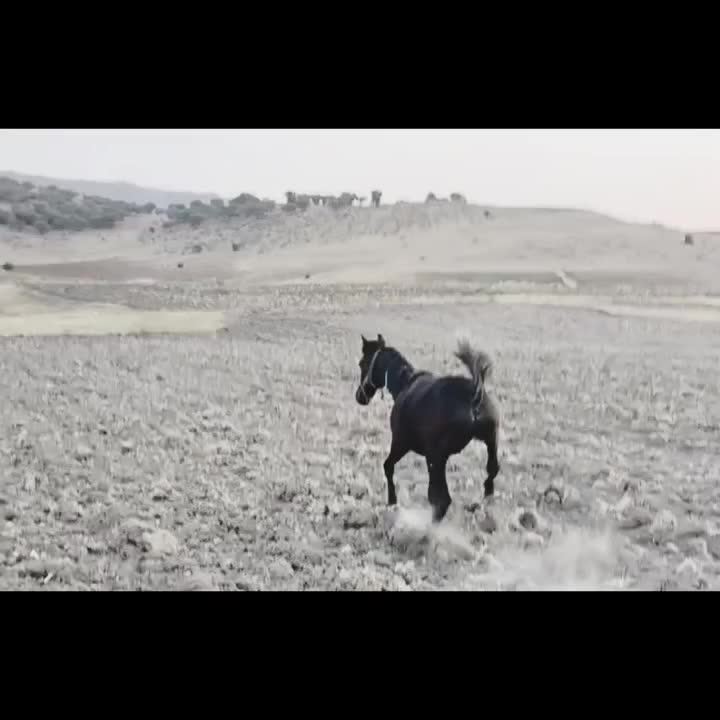 کره اسب شجره داره|اسب و تجهیزات اسبسواری|کرمانشاه, |دیوار