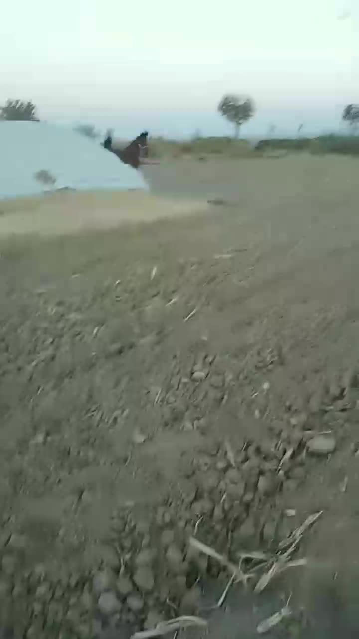 مادیان ۴ ساله عرب ایرانی|اسب و تجهیزات اسبسواری|گلپایگان, |دیوار