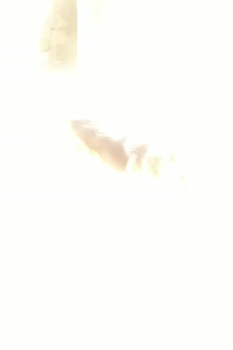 سگ ژرمن اصیل شناسنامه دار|سگ|شیروان (خراسان), |دیوار