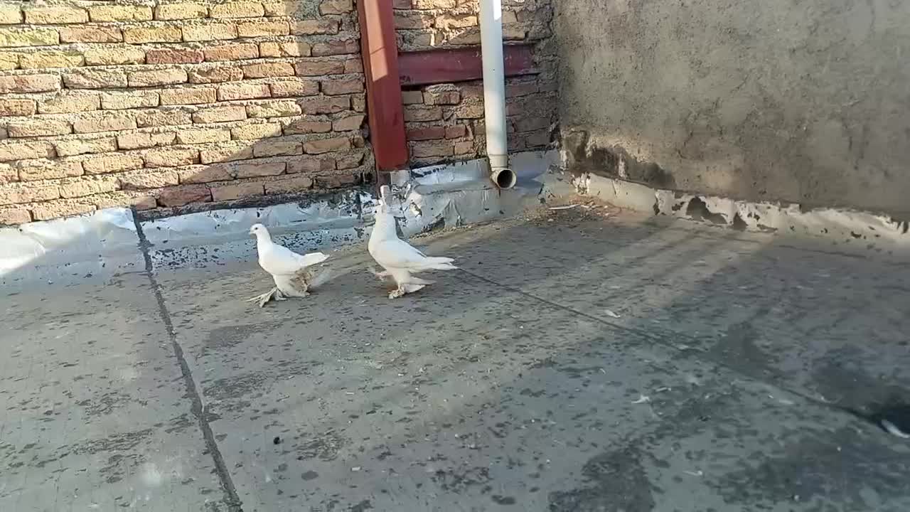 جفت کبوتر لوتی|پرنده|اهر, |دیوار