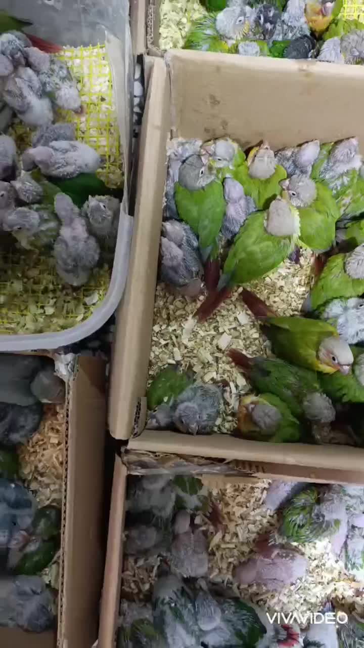 بزرگترین مجموعه کاسکو راهب گرینچیک طوطی در اصفهان|پرنده|اصفهان, عطار نیشابوری|دیوار