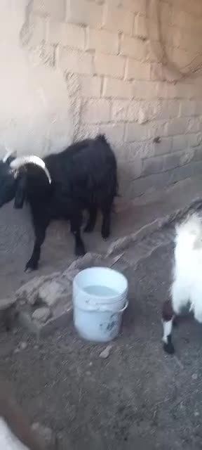 بز نجدی|حیوانات مزرعه|کارون, |دیوار