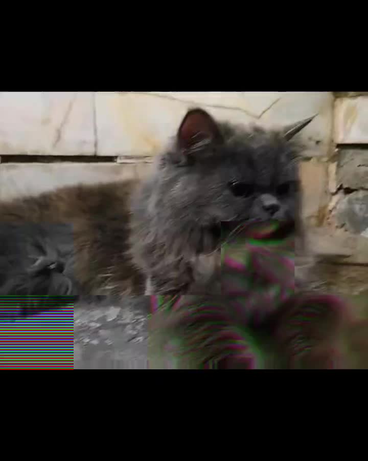 گربه بازیگوش|گربه|اردکان, |دیوار