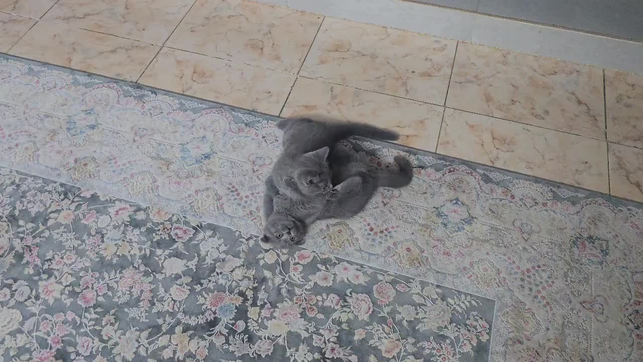 واگذاری گربه اسکاتیش|گربه|گلستان (تهران), |دیوار