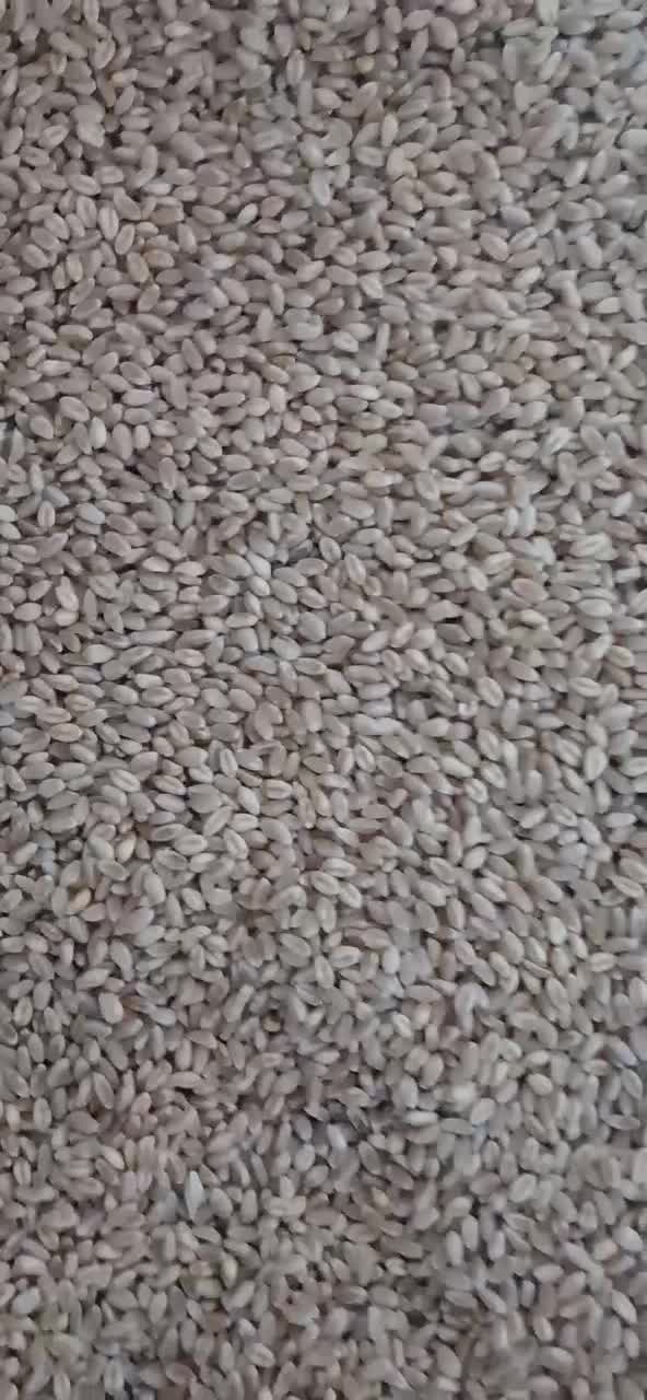 بذر گندم پیشگام درجه یک|لوازم جانبی حیوانات|مشهد, انبارنفت|دیوار
