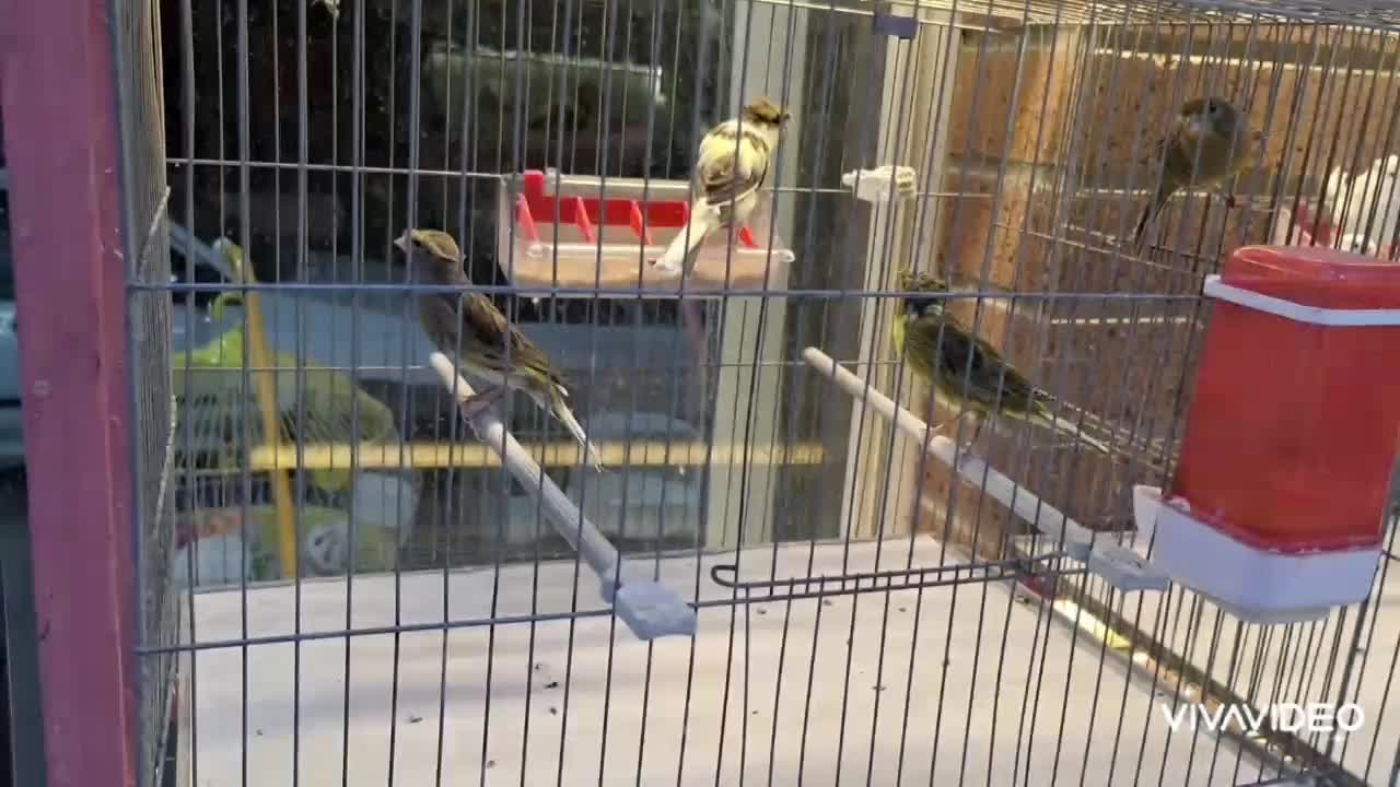 قناری|پرنده|ساوه, |دیوار