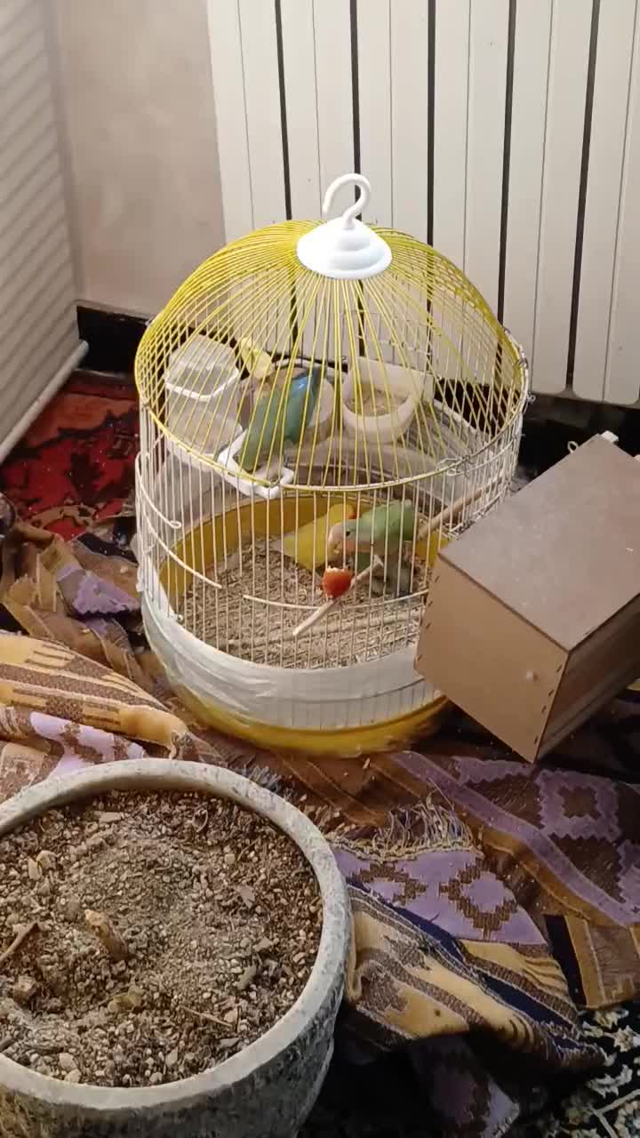 جفت مولد طوطی برزیلی|پرنده|کرج, ساماندهی|دیوار