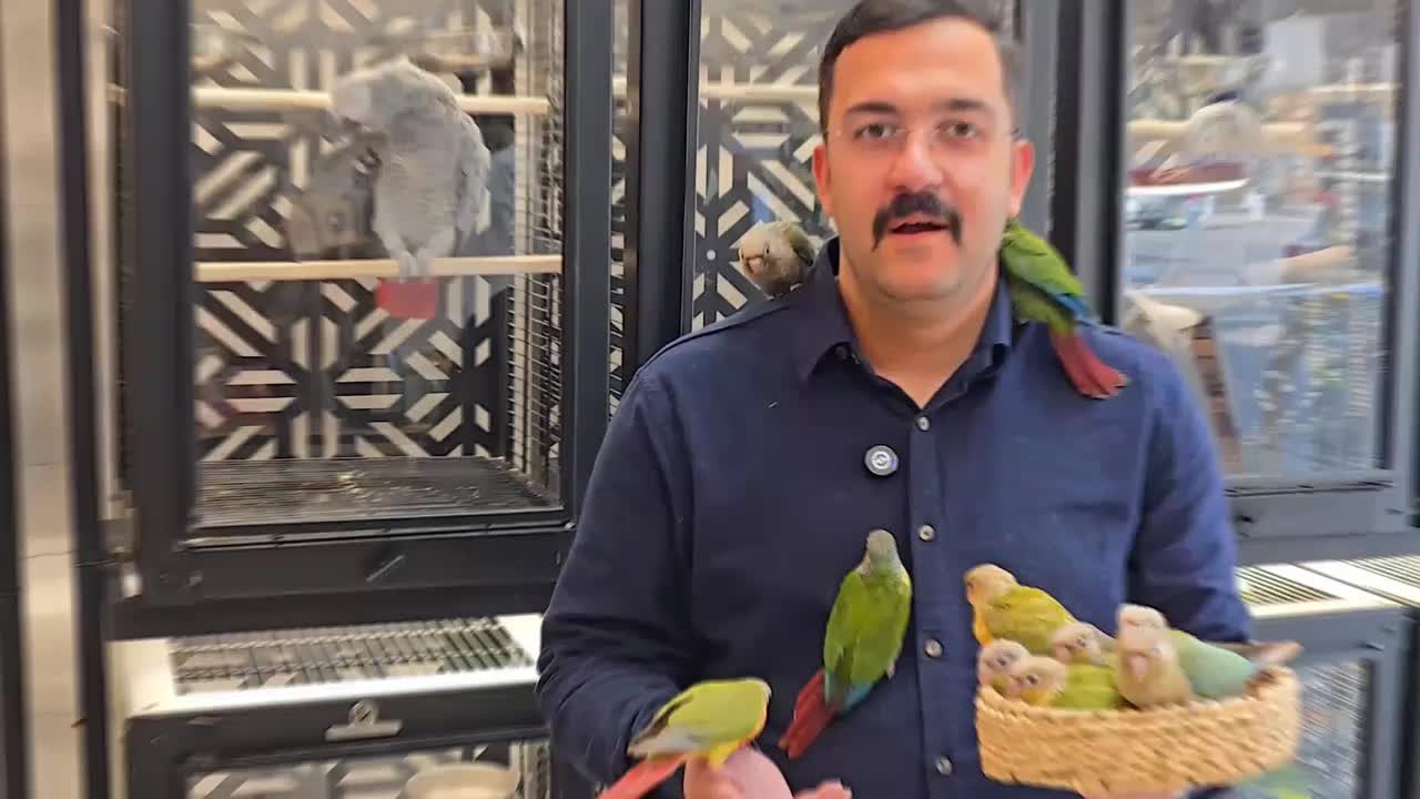 گرینچیک سرلاکی و دون خور|پرنده|مشهد, آبکوه|دیوار