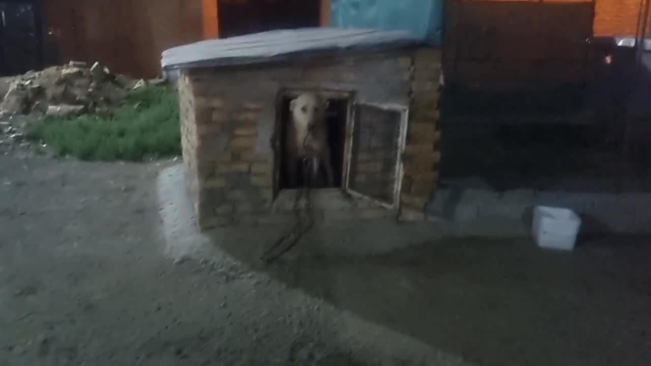 سگ سراب|سگ|کنگاور, |دیوار