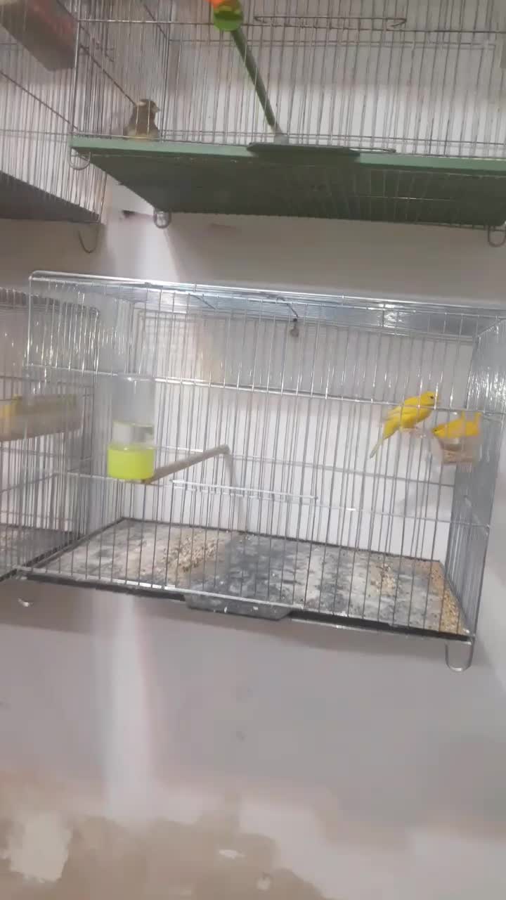 قناری وسره خاکی دونسته|پرنده|نجفآباد, صالح آباد|دیوار