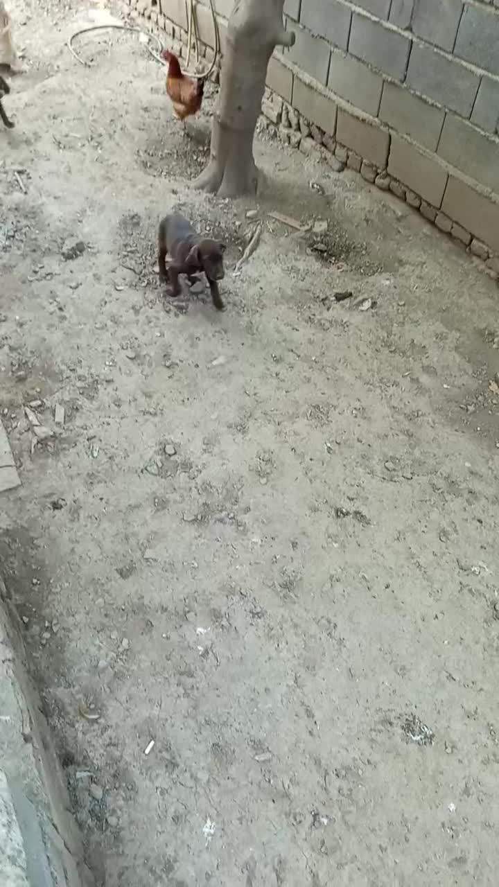 توله سگ|سگ|سنگدوین, |دیوار