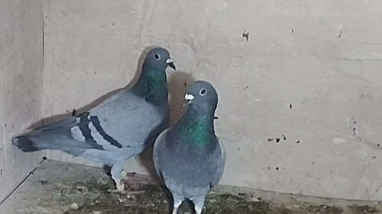 کفتر سبز پلاکی|پرنده|جهرم, |دیوار