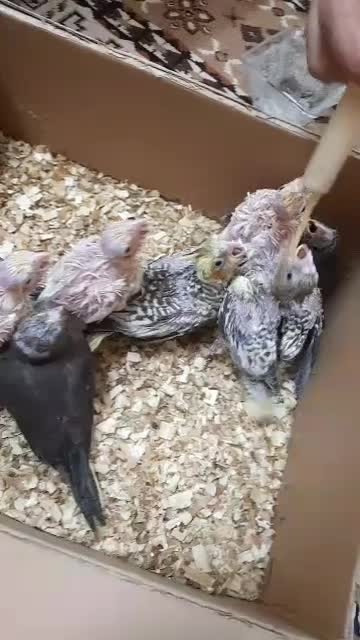 جوجه عروس هلندی سرلاکی همه رنگ|پرنده|شاهینشهر, نبوت|دیوار