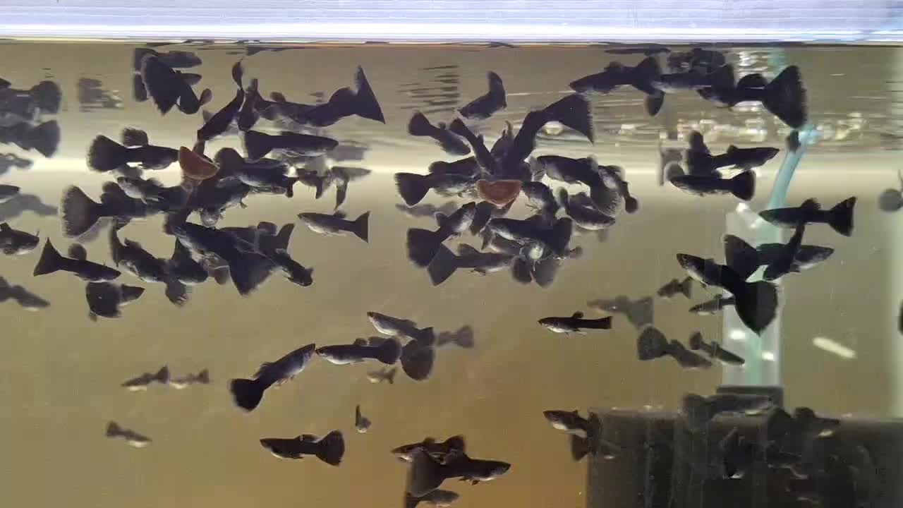 ماهی گوپی فول بلک|ماهی|بروجرد, |دیوار