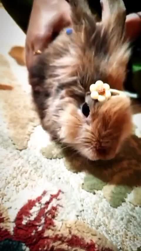 خرگوش لپ|موش و خرگوش|بهبهان, |دیوار