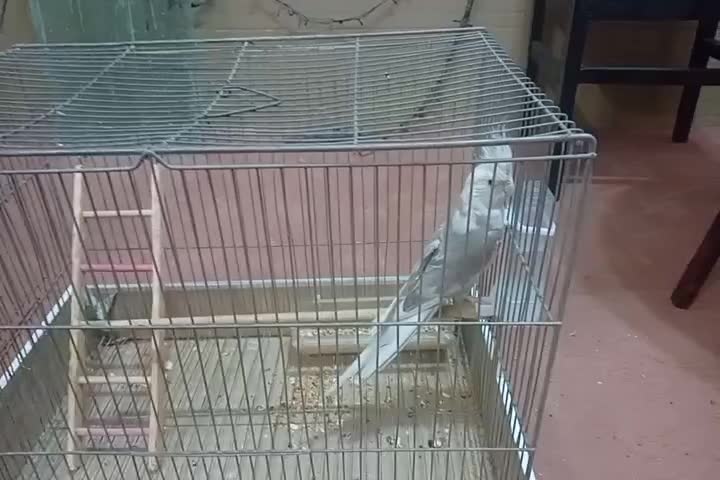 عروس هلندی دستی دستی|پرنده|نجفآباد, صالح آباد|دیوار