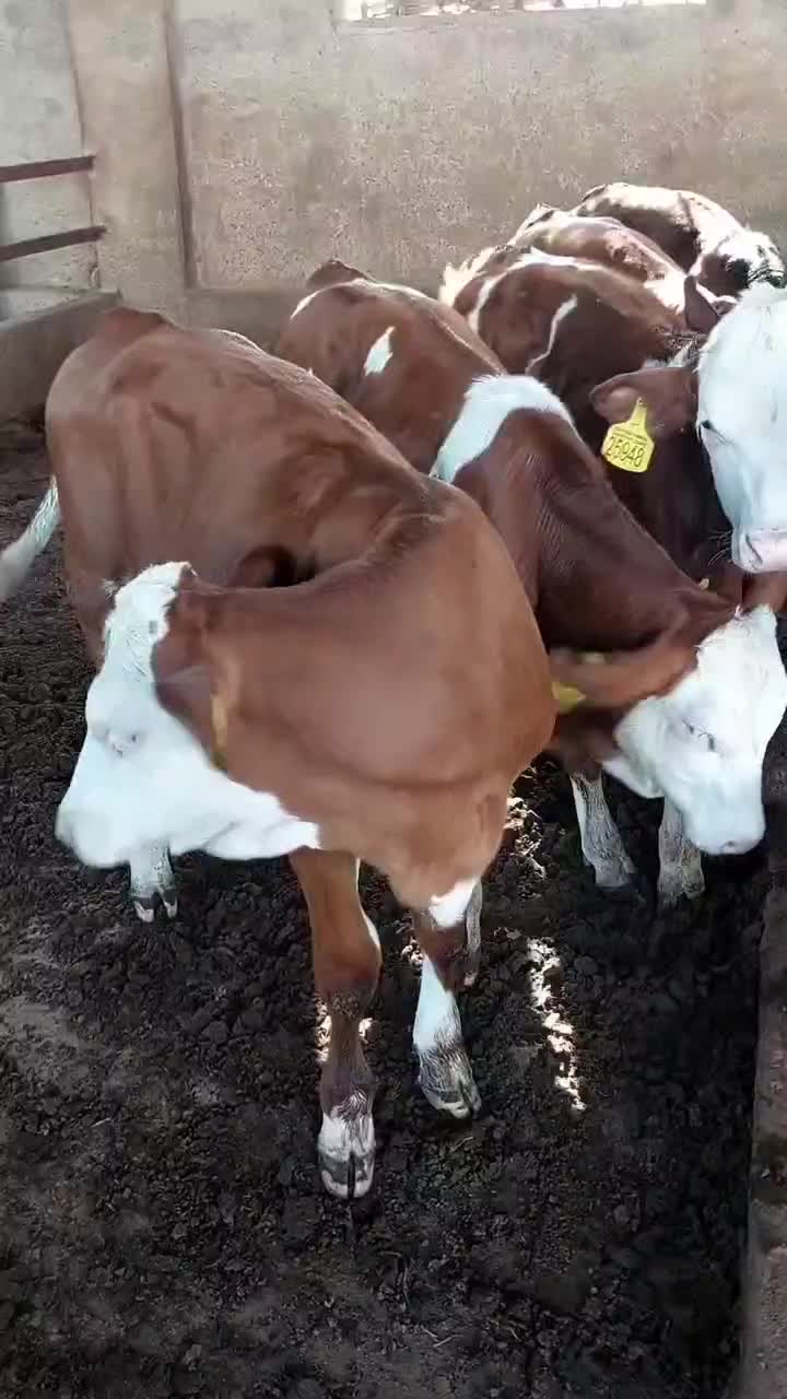 بازار دام گوساله سمینتال|حیوانات مزرعه|صفی آباد, |دیوار