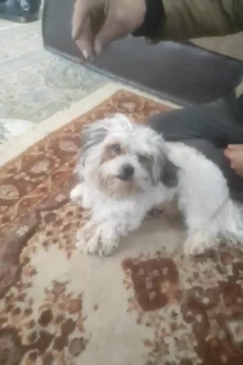 ماده|سگ|حمیدیا, |دیوار