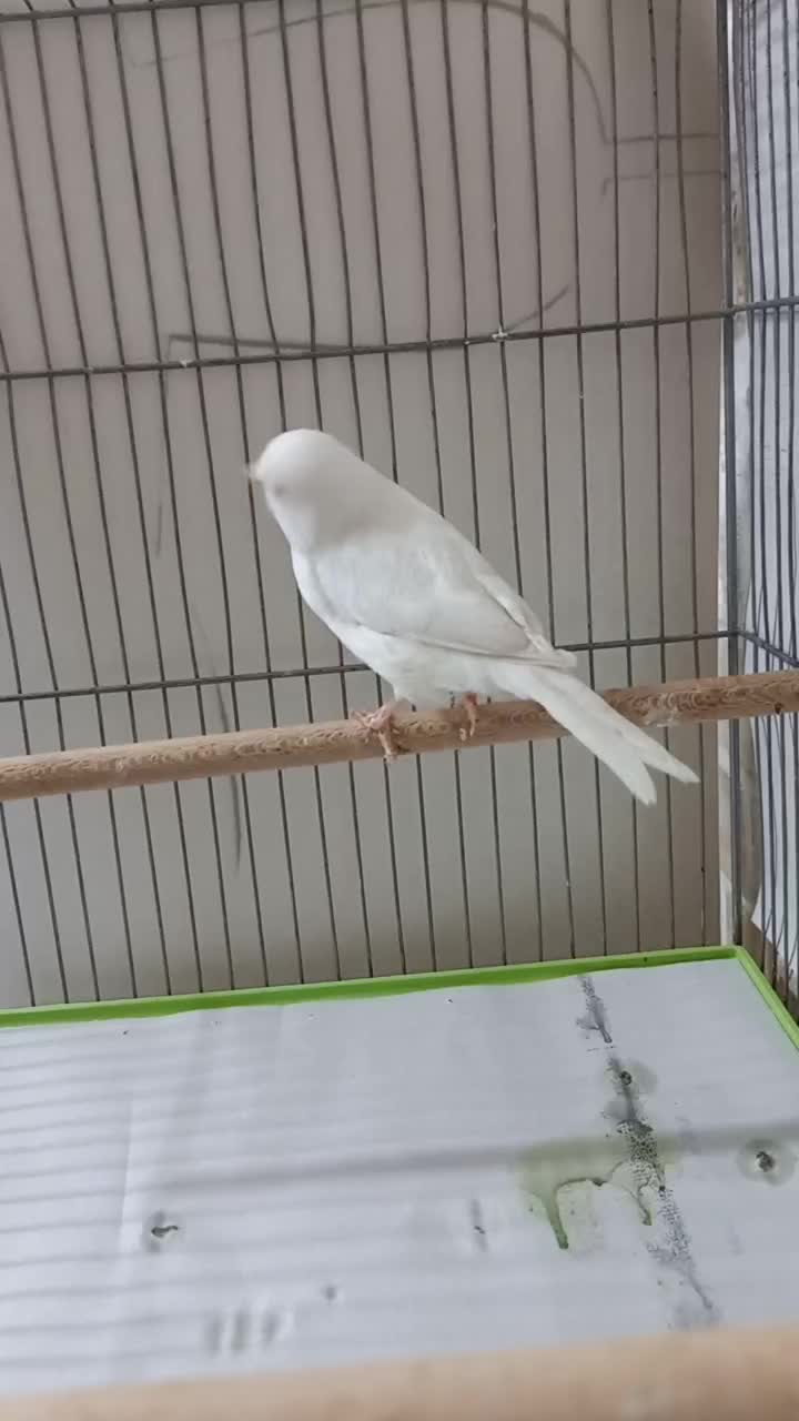 جفت قناری|پرنده|یزد, |دیوار