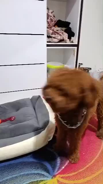 پودل نر|سگ|اصفهان, وحید|دیوار