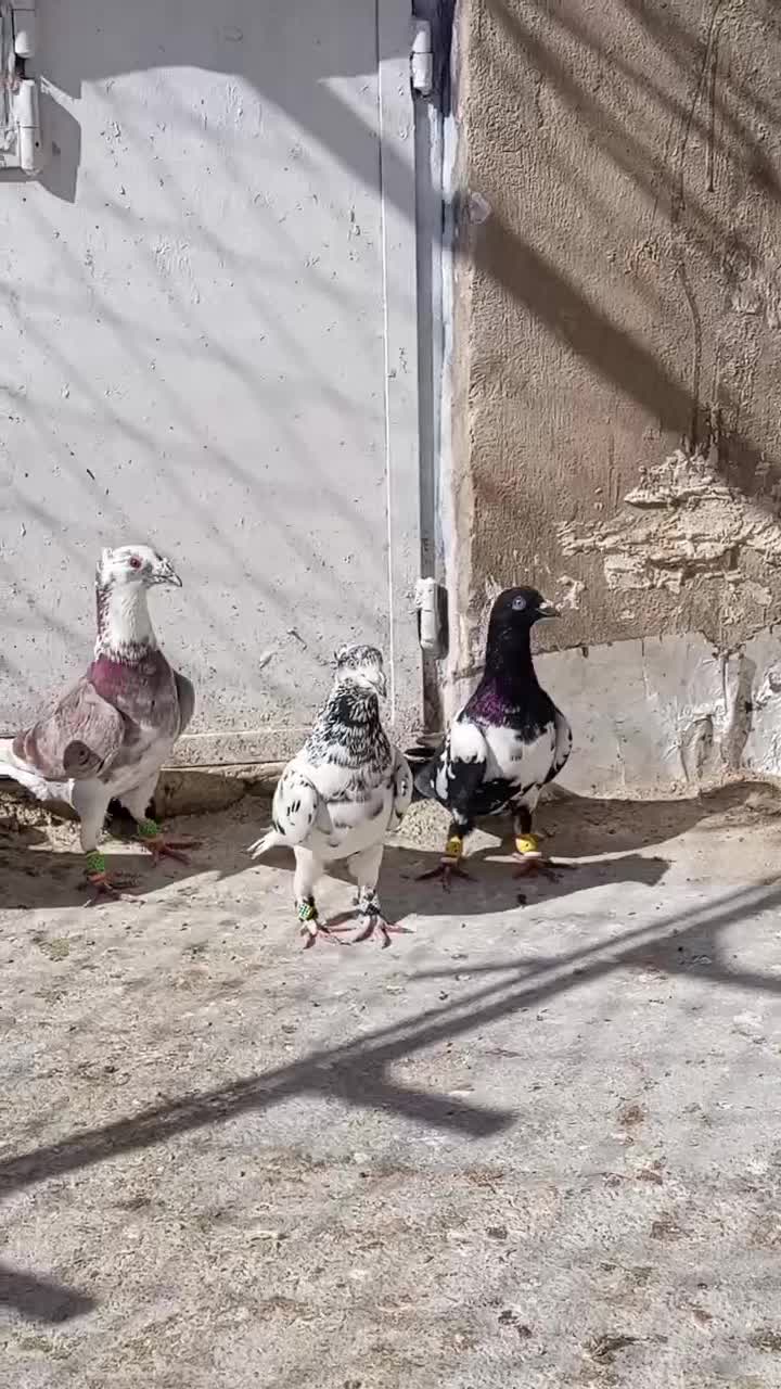 کفتر|پرنده|شیراز, سعدیه شمالی|دیوار