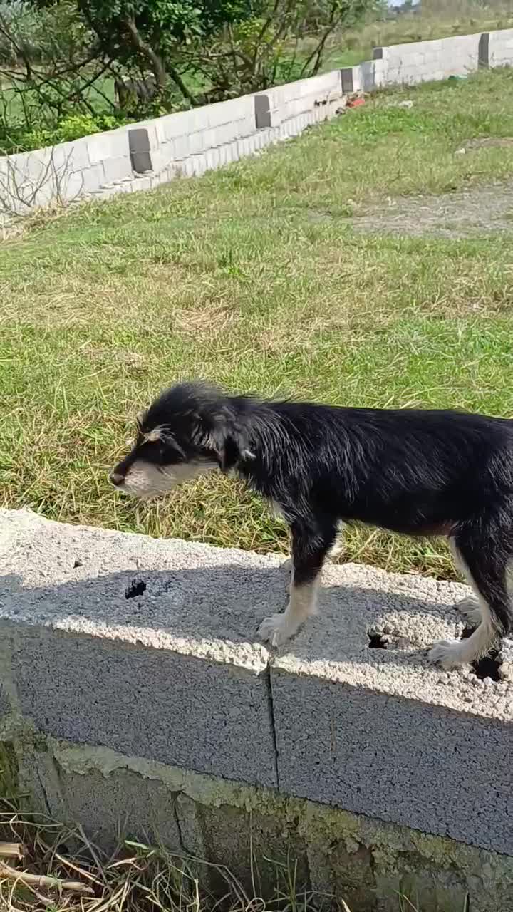 سگ کوچولو (پاکوتاه )|سگ|کوچصفهان, |دیوار