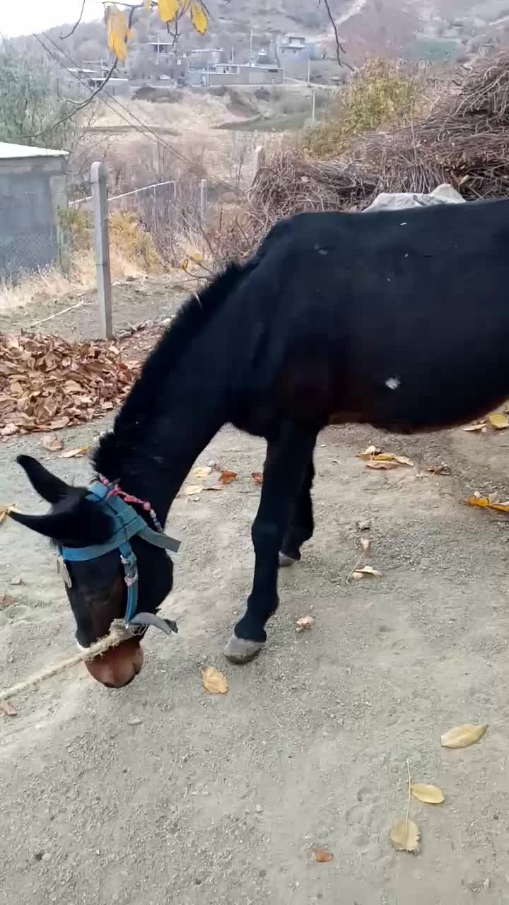 قاطر فروشی|اسب و تجهیزات اسبسواری|مریوان, |دیوار