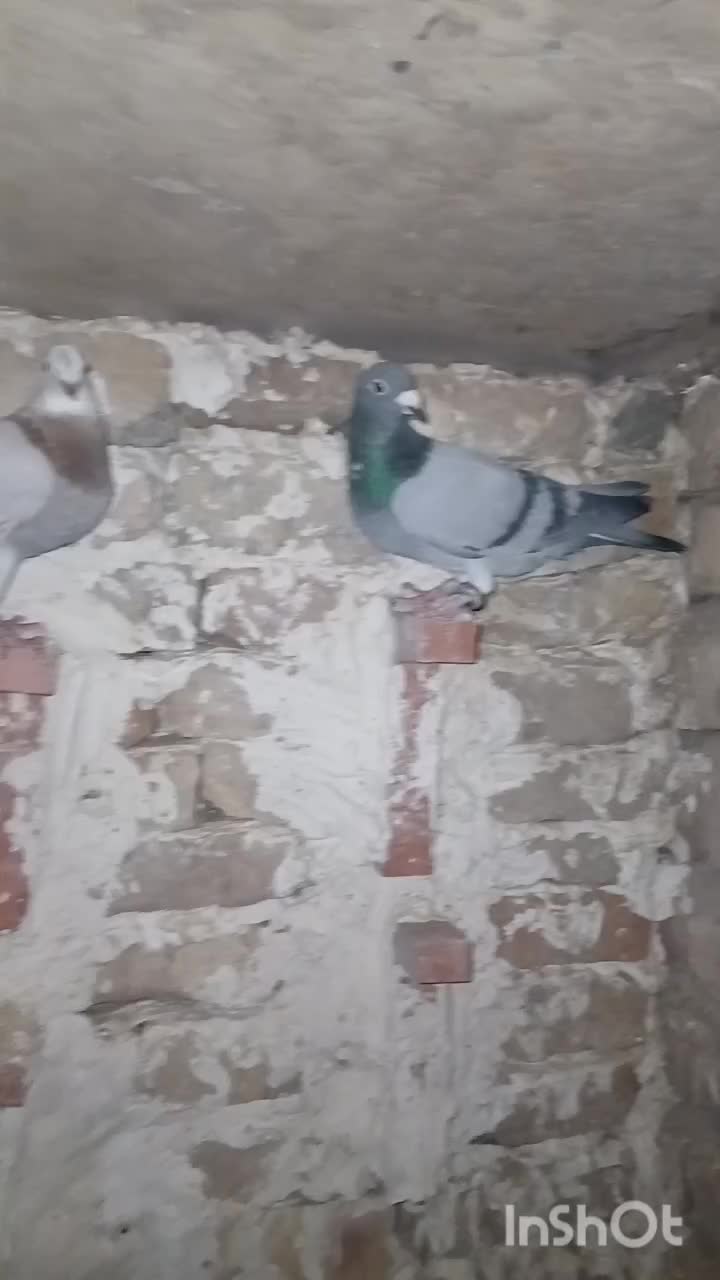 فروشی کبوتر|پرنده|گناباد, |دیوار