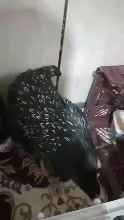 خروس زینتی نژاد بارنولدر|حیوانات مزرعه|باغ بهادران, |دیوار