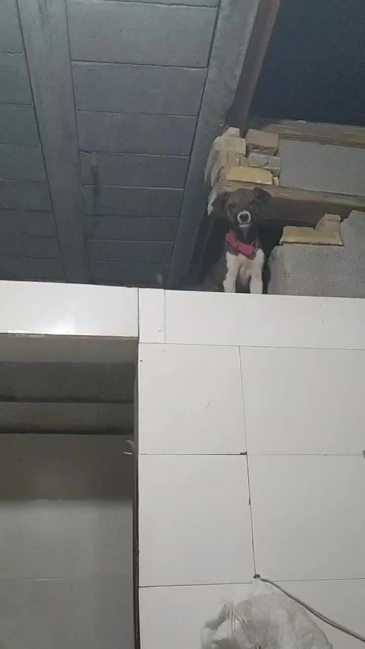 سگ سرابی|سگ|اهواز, کارون|دیوار