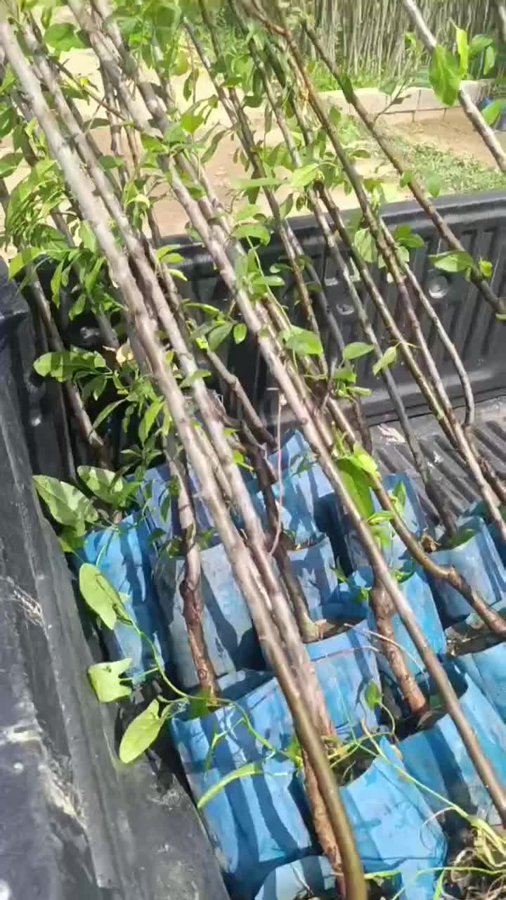 نهال های گوجه سبز و قرمز(چاقاله)امکان پرداخت درمحل|خدمات باغبانی و درختکاری|تهران, استاد معین|دیوار