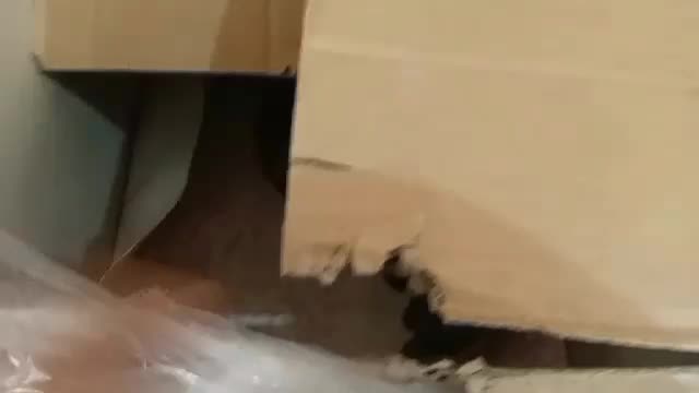 مرغ مینامون گمشده|حیوانات|اصفهان, مهدی آباد|دیوار