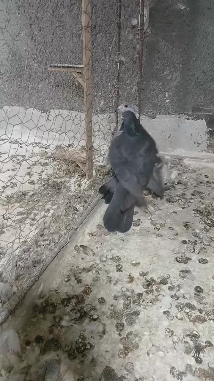 کبوتر|پرنده|بجنورد, |دیوار