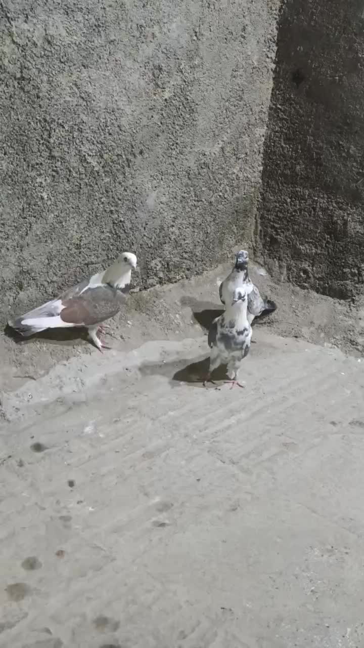 سه عدد کفتر ماده|پرنده|خاوران, |دیوار