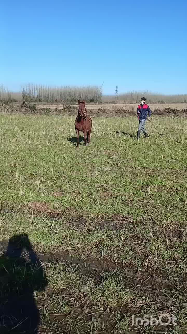 اسب|اسب و تجهیزات اسب‌سواری|ضیابر, |دیوار