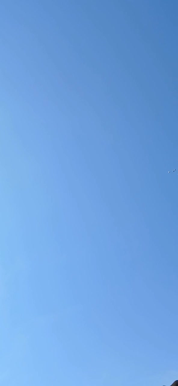 بله سینه ای|پرنده|بهرمان, |دیوار